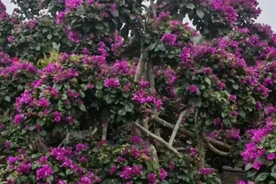 花開似火焰九重葛