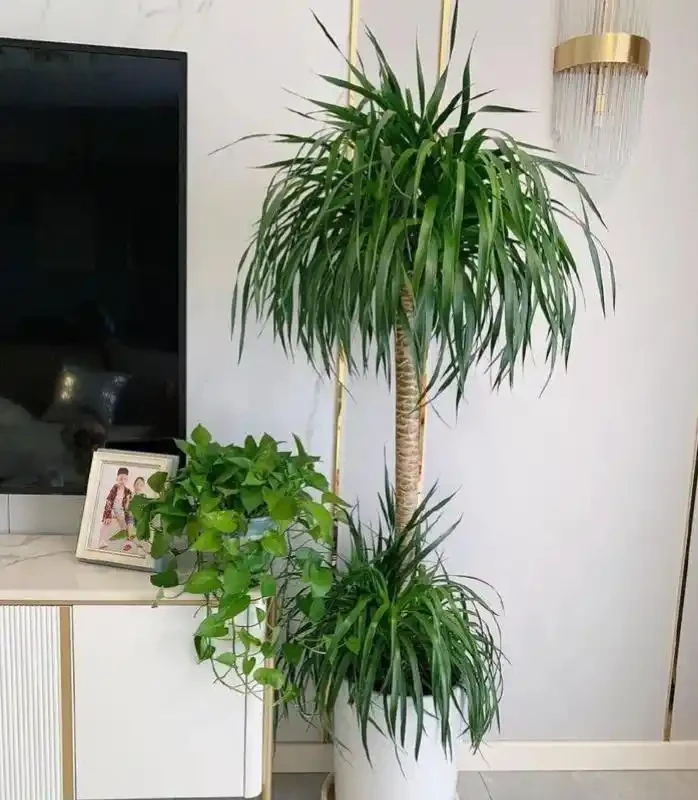 9種養不死的觀賞性極高的綠植,尤其是最後一種,非常適合懶人