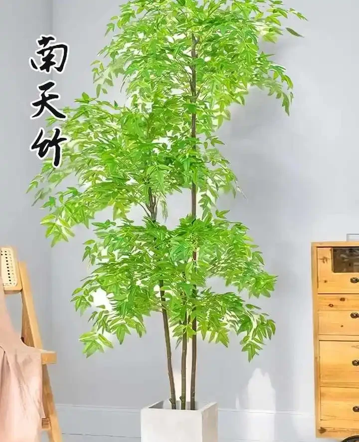 9種養不死的觀賞性極高的綠植,尤其是最後一種,非常適合懶人