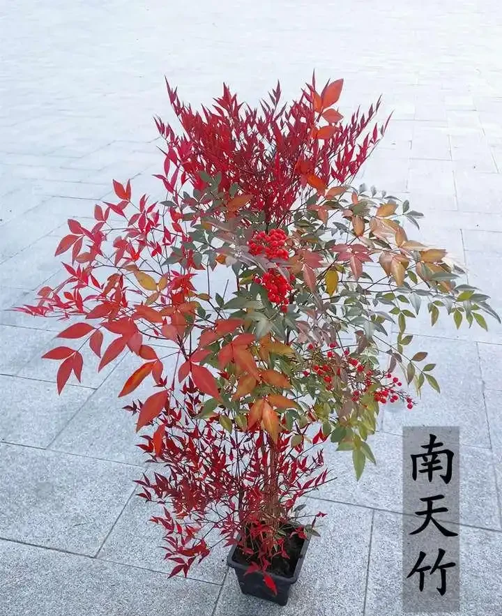 9種養不死的觀賞性極高的綠植,尤其是最後一種,非常適合懶人