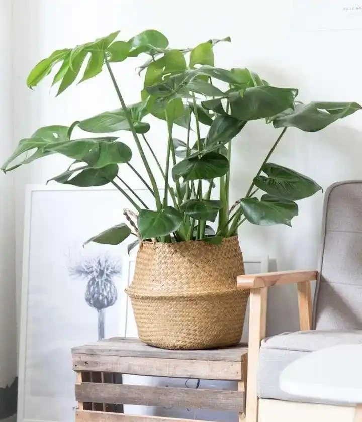 9種養不死的觀賞性極高的綠植,尤其是最後一種,非常適合懶人