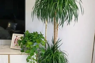 9種養不死的觀賞性極高的綠植，尤其是最後一種，非常適合懶人