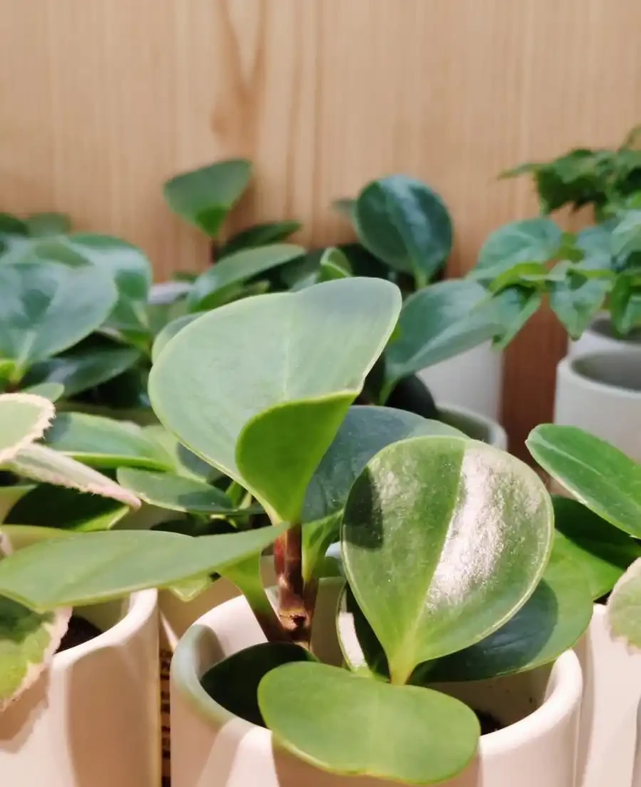 十大客廳耐陰綠植推薦