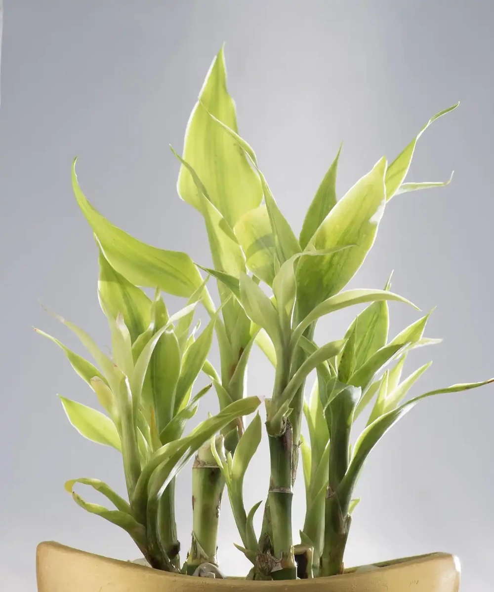 十大客廳耐陰綠植推薦