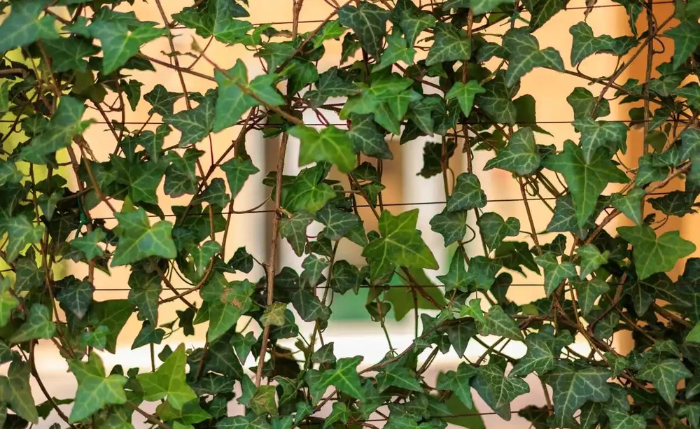 十大客廳耐陰綠植推薦