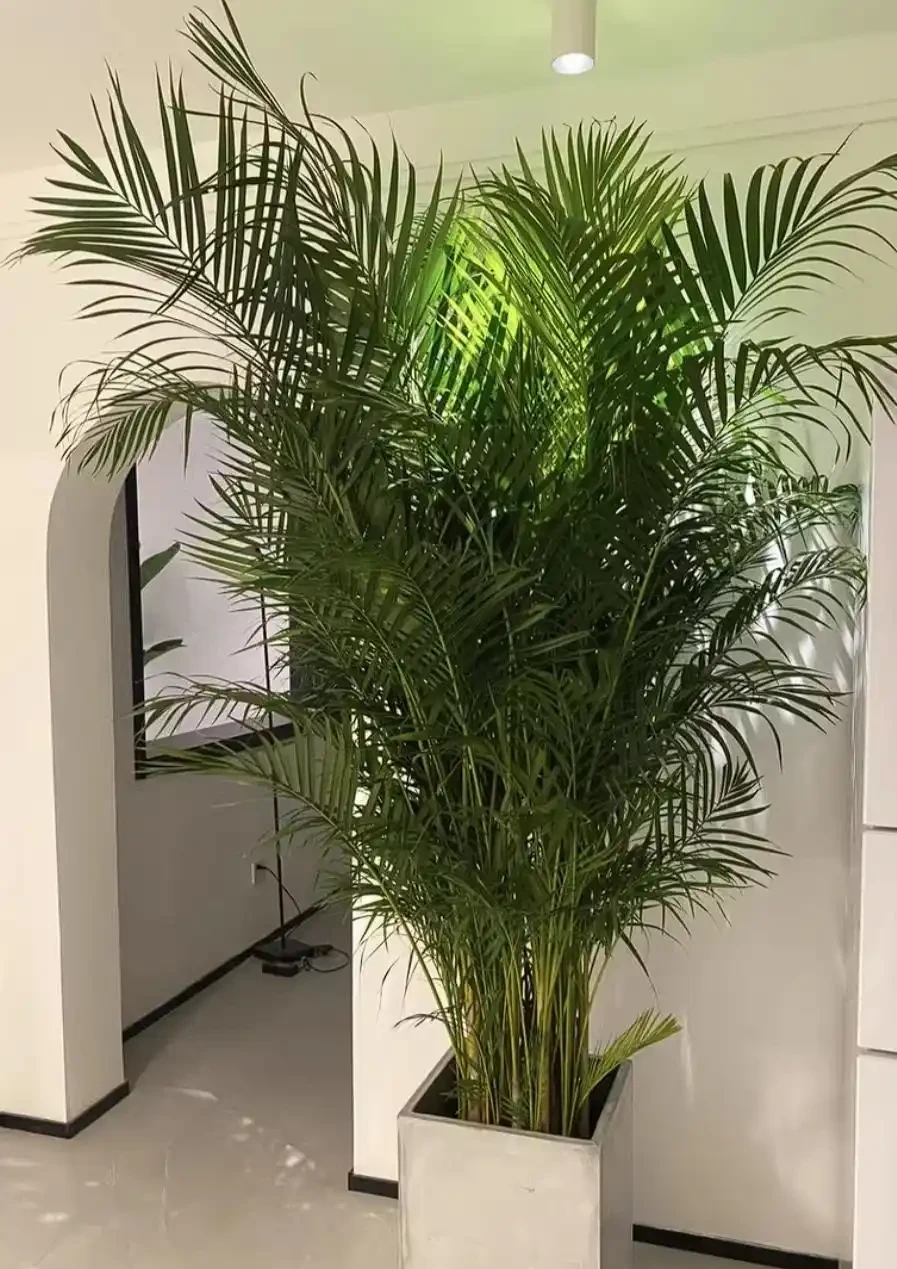 十大客廳耐陰綠植推薦