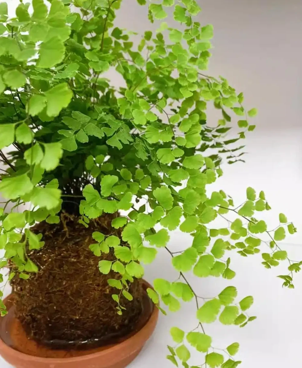 十大客廳耐陰綠植推薦