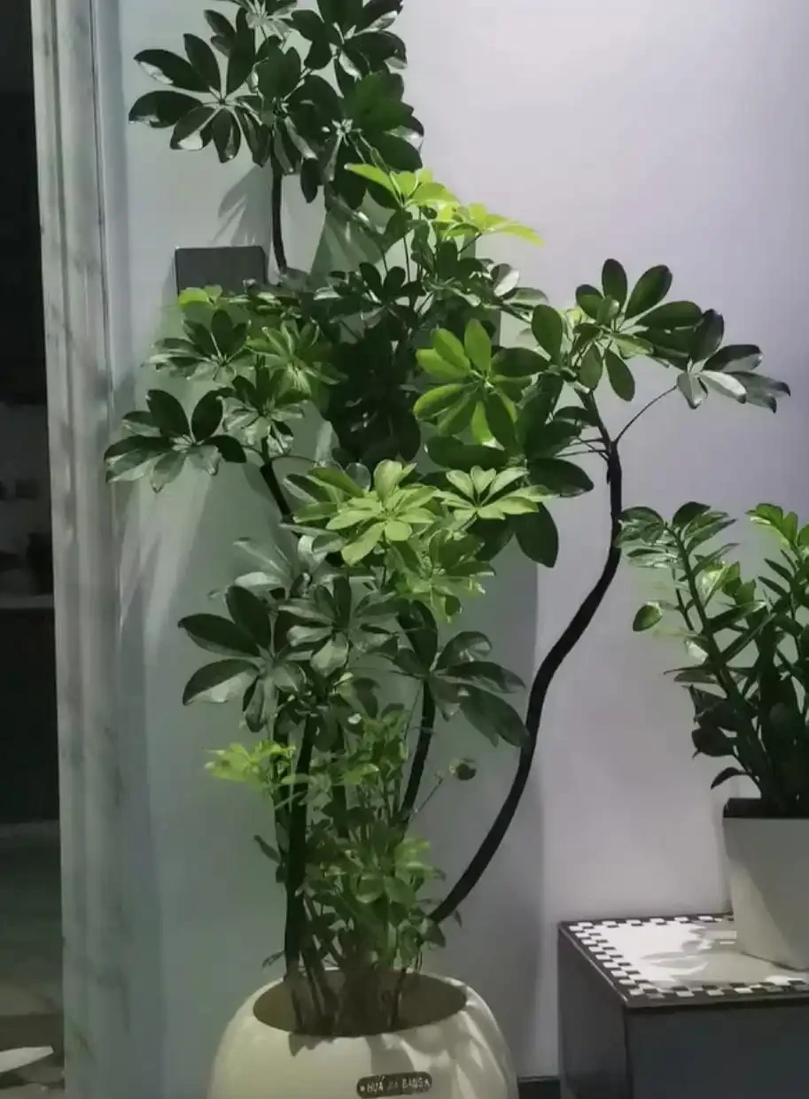十大客廳耐陰綠植推薦