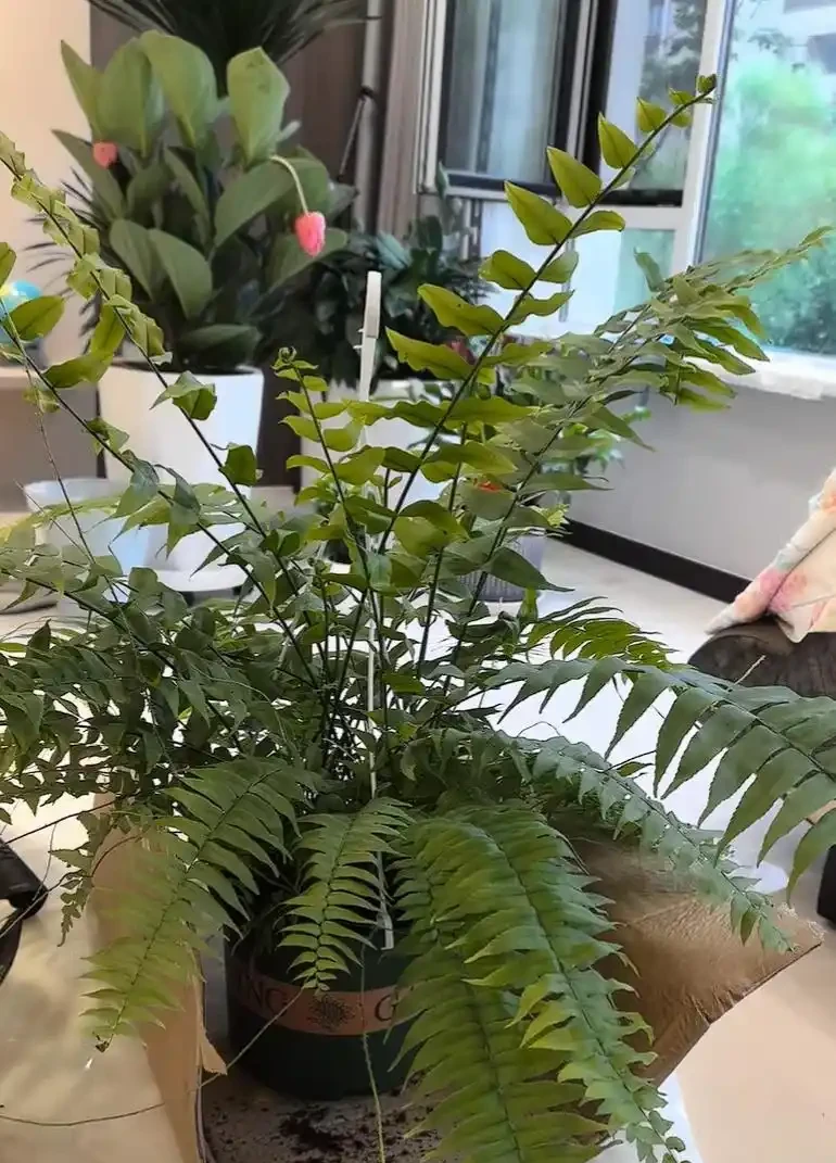 十大客廳耐陰綠植推薦