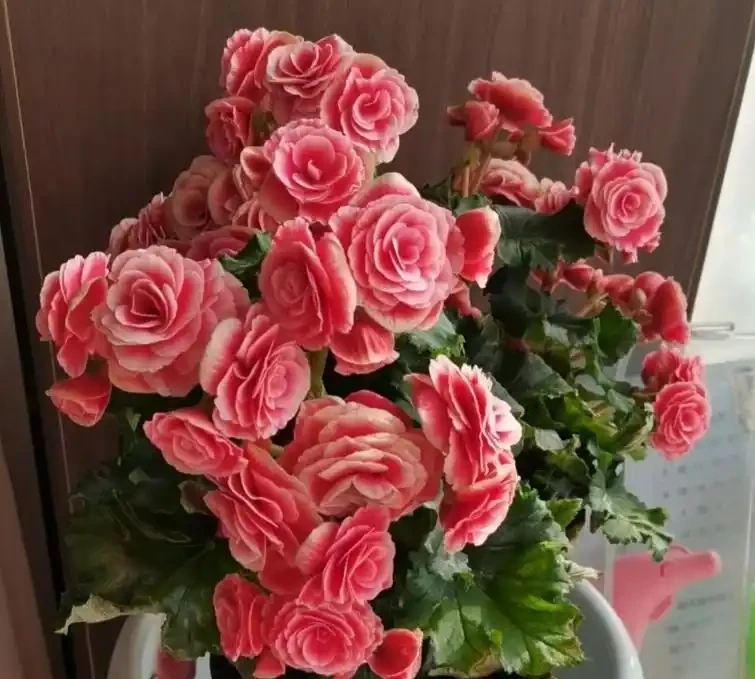 公認適合室內養的10種花,開花漂亮顯高階,好養又省心