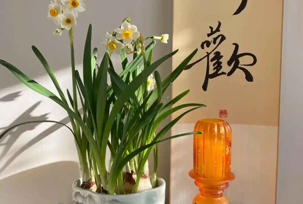 公認適合室內養的10種花,開花漂亮顯高階,好養又省心