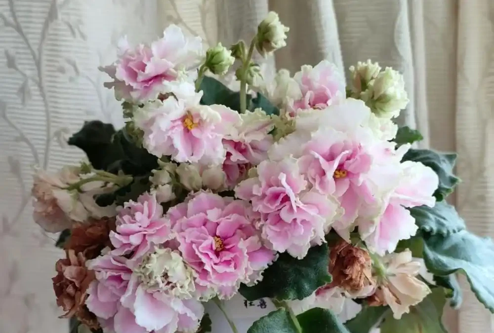 公認適合室內養的10種花,開花漂亮顯高階,好養又省心
