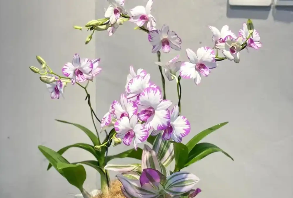 公認適合室內養的10種花,開花漂亮顯高階,好養又省心