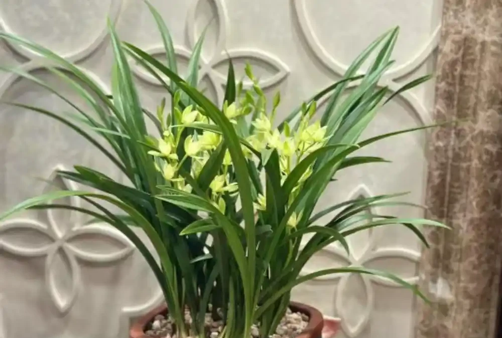 公認適合室內養的10種花,開花漂亮顯高階,好養又省心