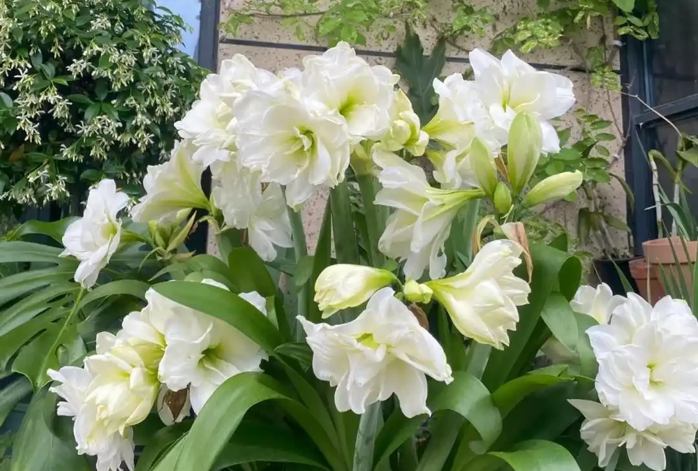 公認適合室內養的10種花,開花漂亮顯高階,好養又省心