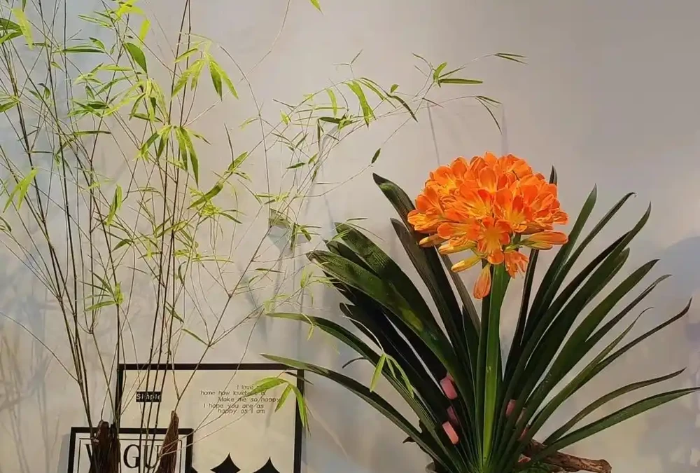 公認適合室內養的10種花,開花漂亮顯高階,好養又省心