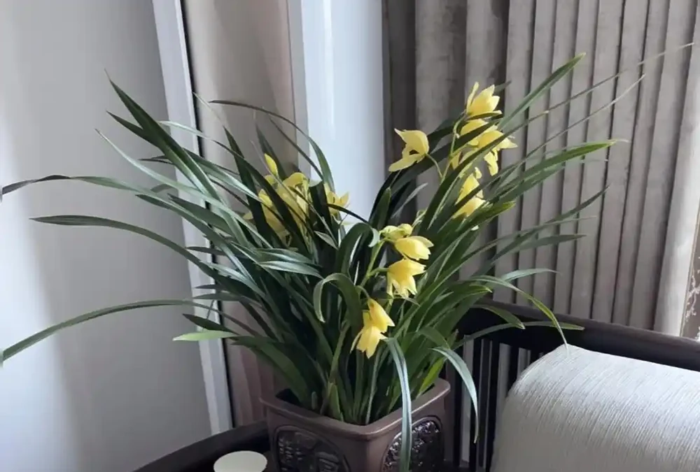 公認適合室內養的10種花,開花漂亮顯高階,好養又省心