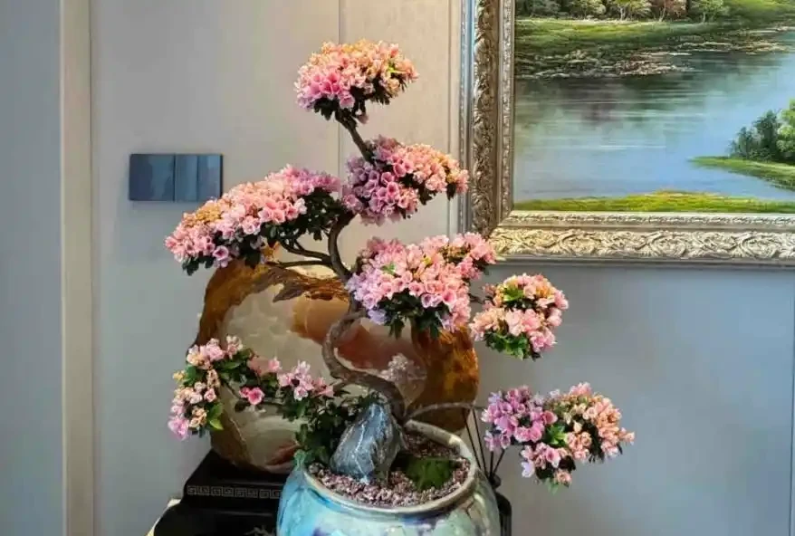 公認適合室內養的10種花,開花漂亮顯高階,好養又省心