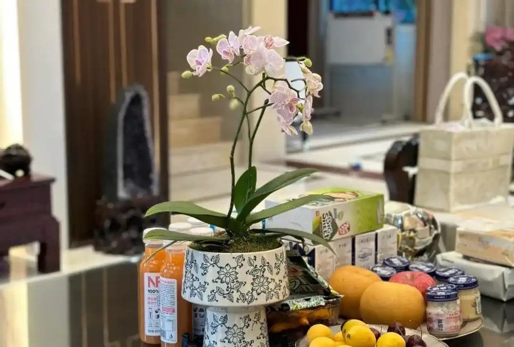 公認適合室內養的10種花,開花漂亮顯高階,好養又省心
