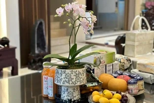 公認適合室內養的10種花，開花漂亮顯高階，好養又省心