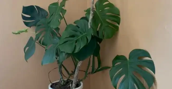 龜背芋多久澆一次水合適