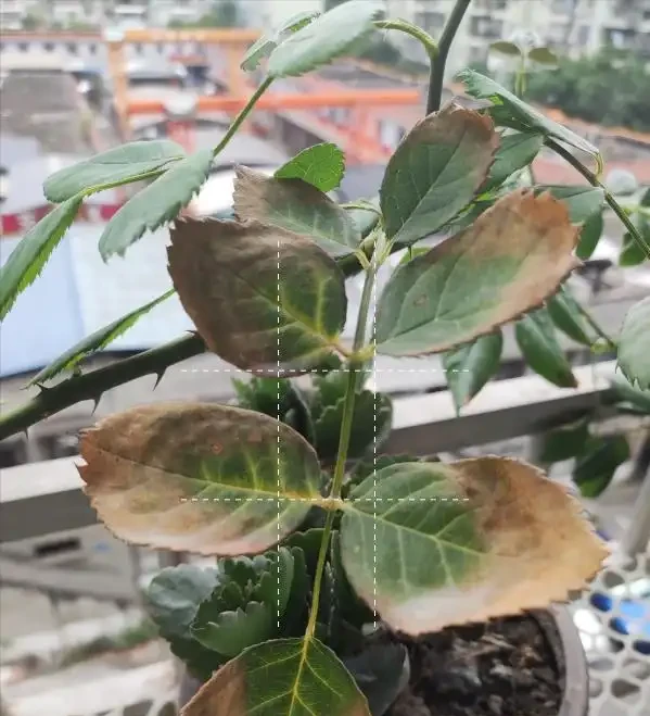 花卉焦邊焦尖?常見原因有5種,瞭解了,葉子綠油油,再也不焦尖