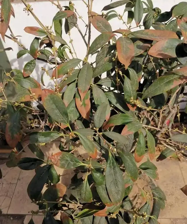 花卉焦邊焦尖?常見原因有5種,瞭解了,葉子綠油油,再也不焦尖
