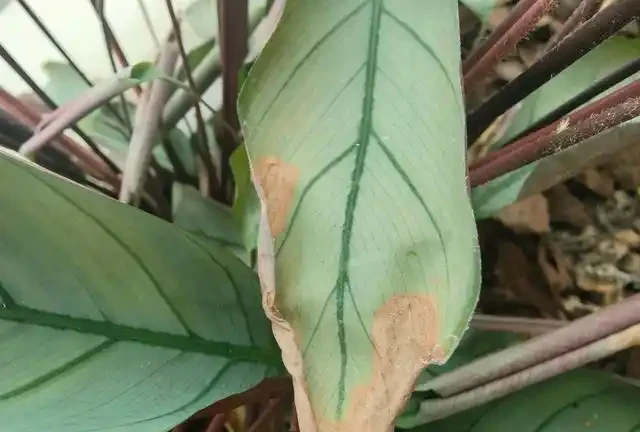 花卉焦邊焦尖?常見原因有5種,瞭解了,葉子綠油油,再也不焦尖
