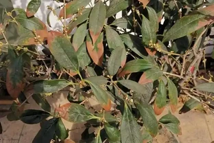 花卉焦邊焦尖？常見原因有5種，瞭解了，葉子綠油油，再也不焦尖