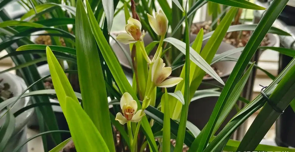 蘭花花苞沒開就枯萎了是怎麼回事