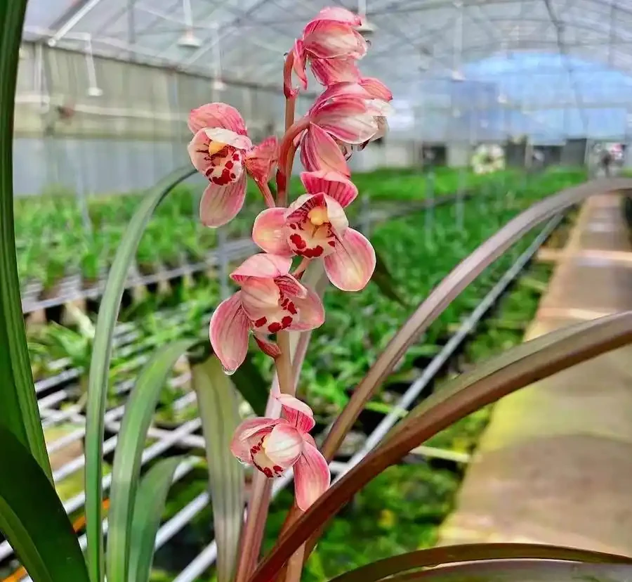 蘭花花苞沒開就枯萎了是怎麼回事