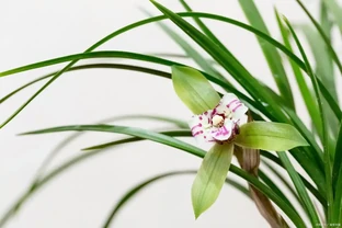 蘭花花苞沒開就枯萎了是怎麼回事