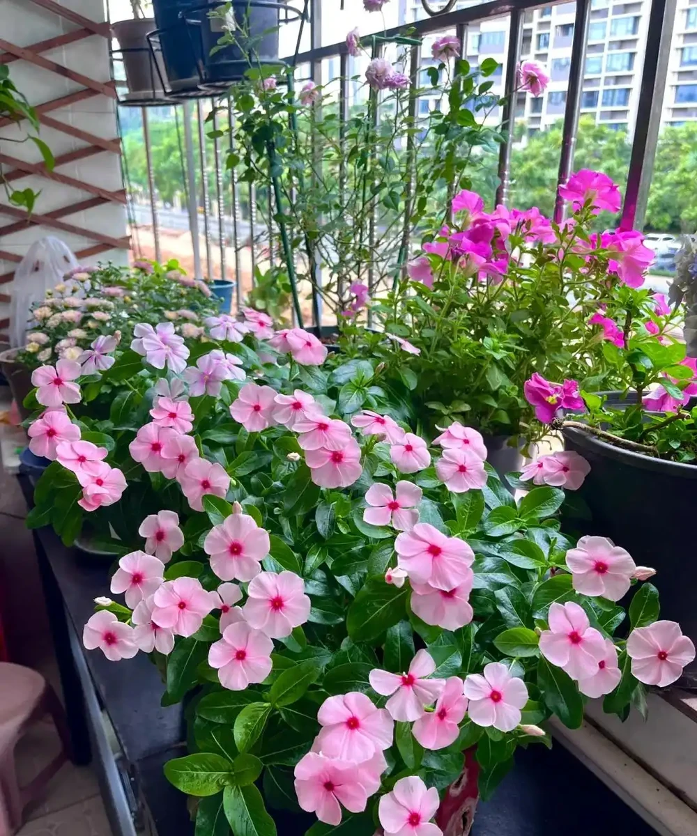 愛養花就養這「15種」，開花勤，花量大，人稱「爆花小機器」