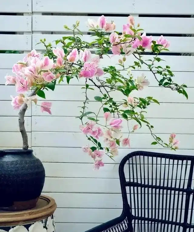 愛養花就養這「15種」，開花勤，花量大，人稱「爆花小機器」