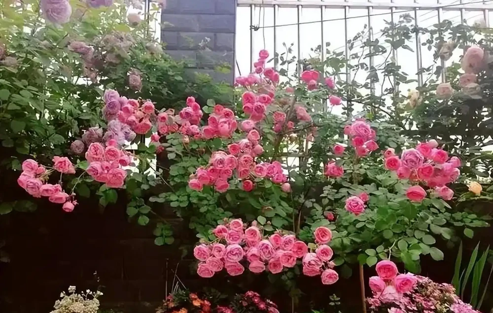 愛養花就養這「15種」，開花勤，花量大，人稱「爆花小機器」