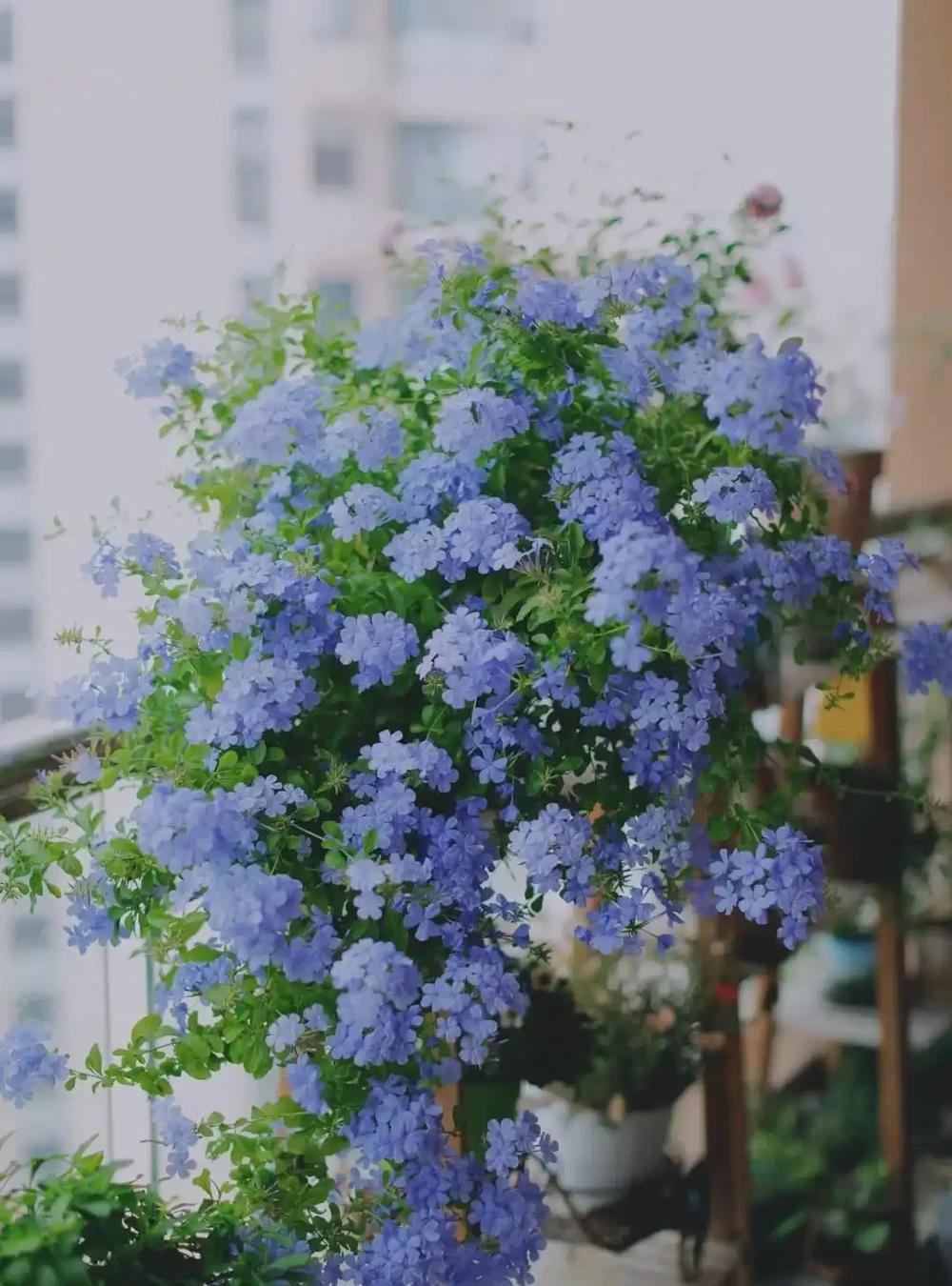 愛養花就養這「15種」，開花勤，花量大，人稱「爆花小機器」