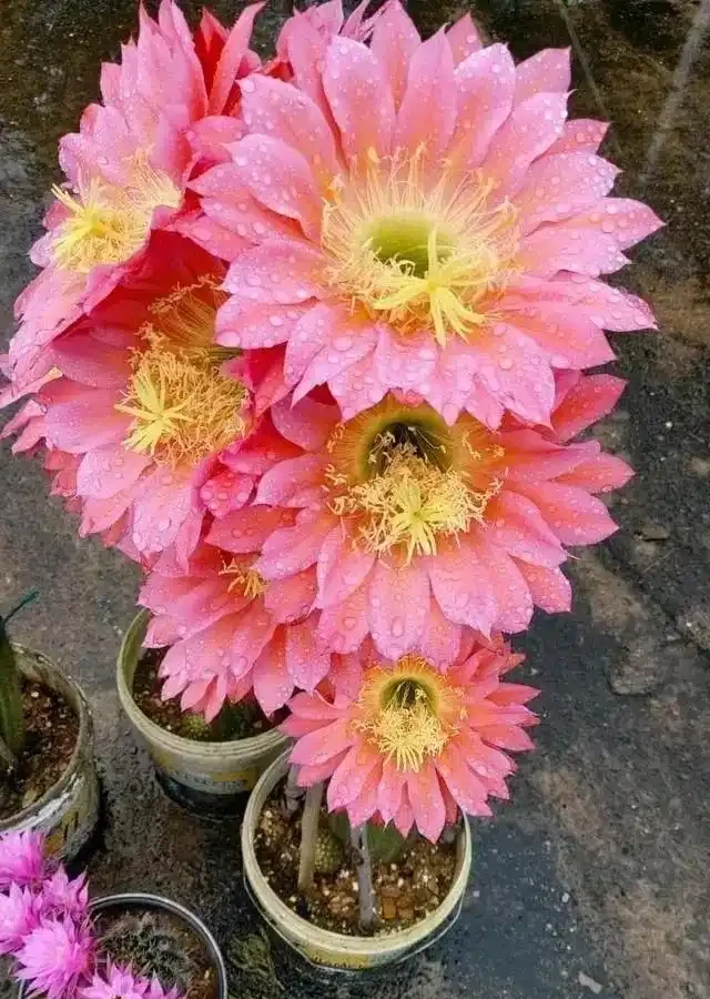 愛養花就養這「15種」，開花勤，花量大，人稱「爆花小機器」