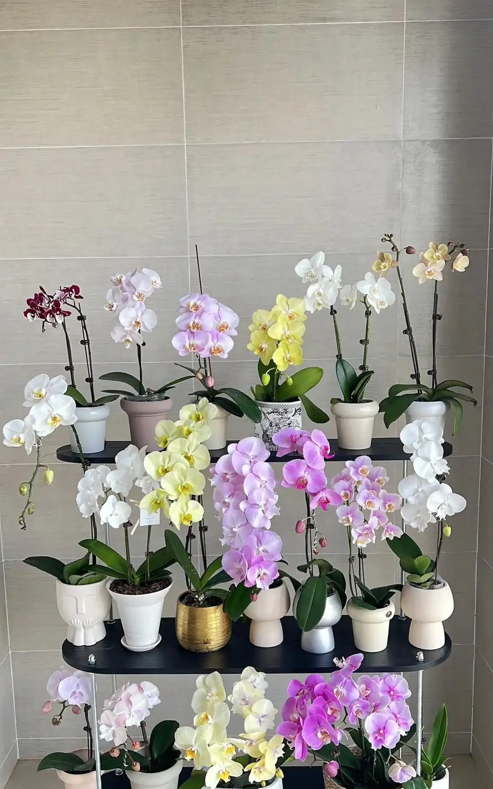愛養花就養這「15種」，開花勤，花量大，人稱「爆花小機器」
