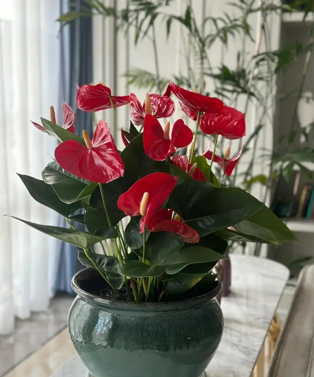 愛養花就養這「15種」，開花勤，花量大，人稱「爆花小機器」