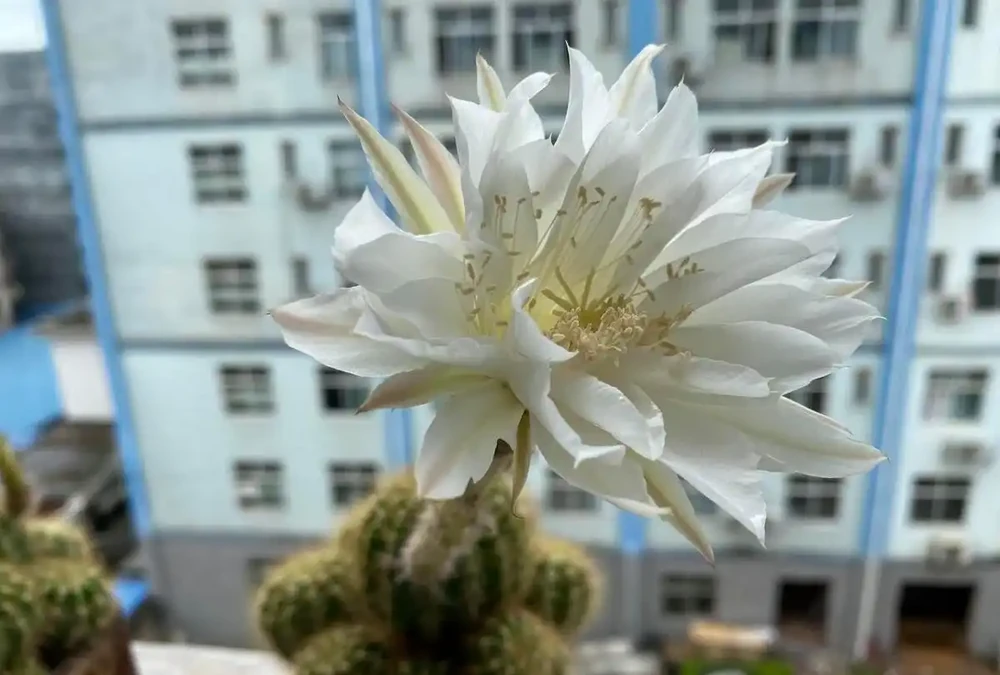 愛養花就養這「15種」，開花勤，花量大，人稱「爆花小機器」