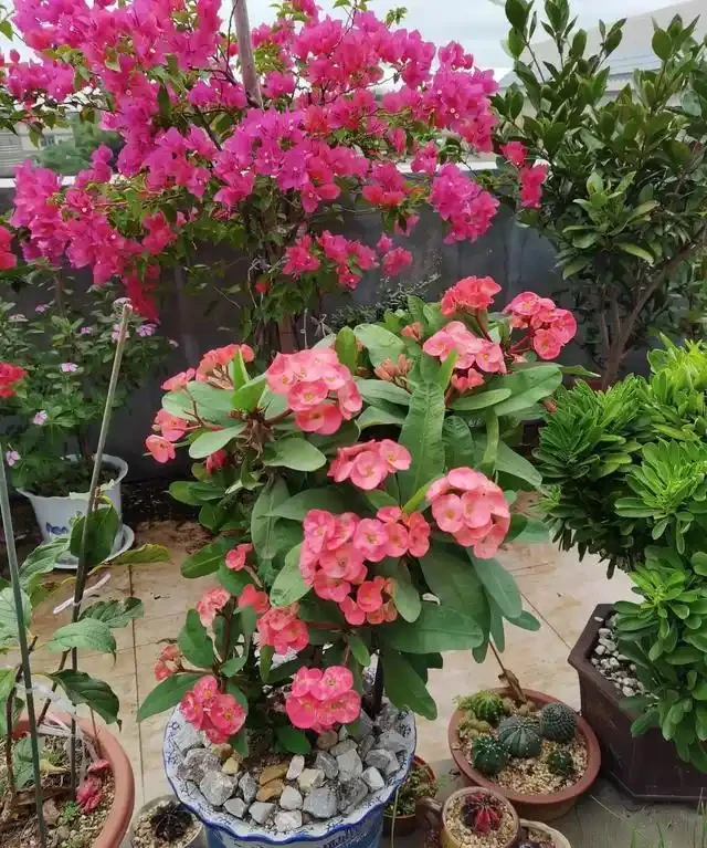 愛養花就養這「15種」，開花勤，花量大，人稱「爆花小機器」
