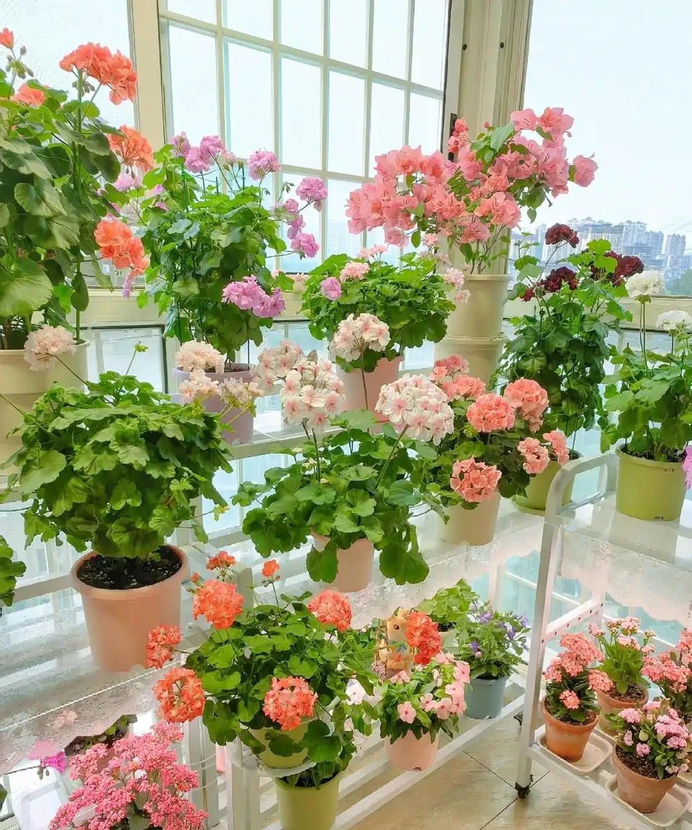 愛養花就養這「15種」，開花勤，花量大，人稱「爆花小機器」