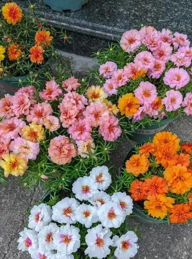 愛養花就養這「15種」，開花勤，花量大，人稱「爆花小機器」