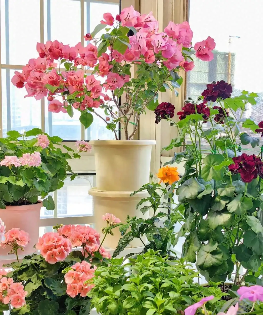 愛養花就養這「15種」，開花勤，花量大，人稱「爆花小機器」