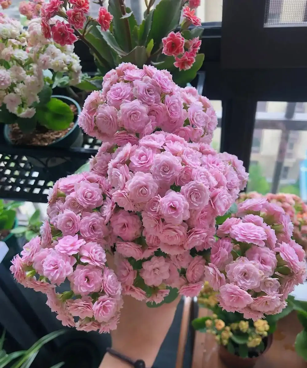 愛養花就養這「15種」，開花勤，花量大，人稱「爆花小機器」