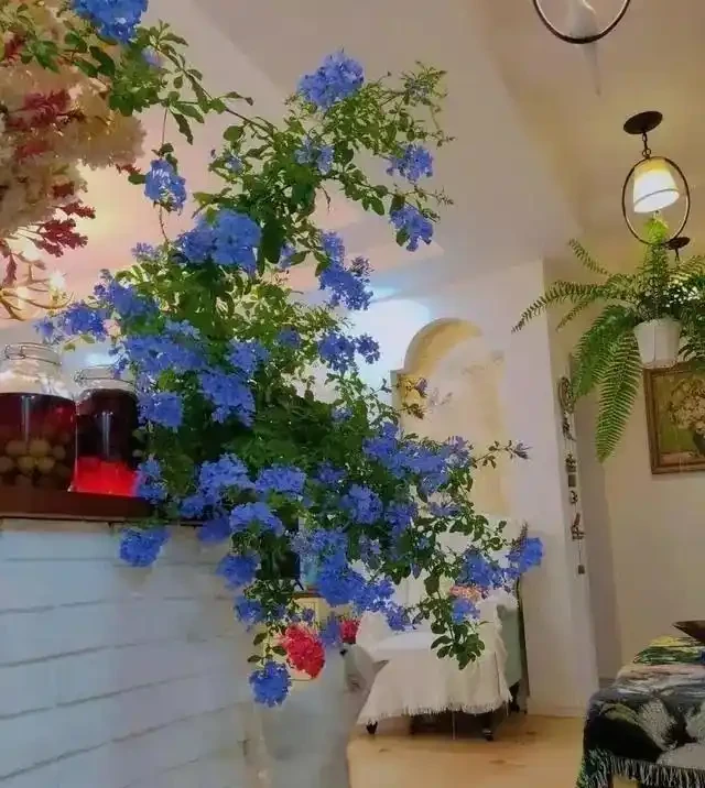 愛養花就養這「15種」，開花勤，花量大，人稱「爆花小機器」