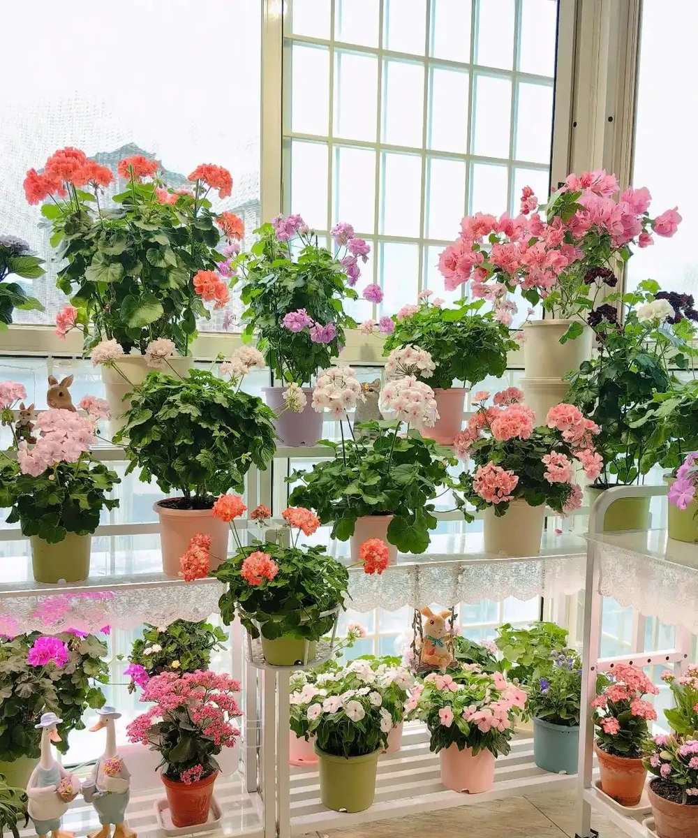 愛養花就養這「15種」，開花勤，花量大，人稱「爆花小機器」