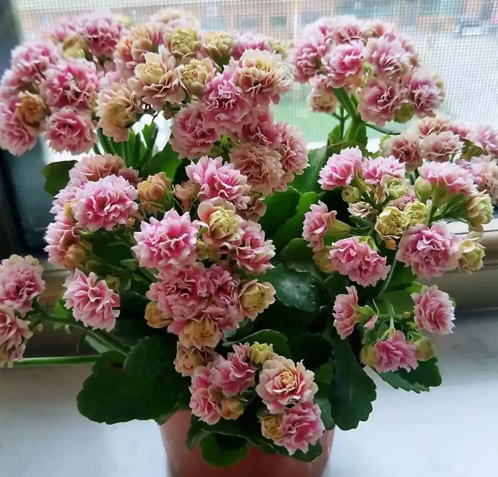 愛養花就養這「15種」，開花勤，花量大，人稱「爆花小機器」