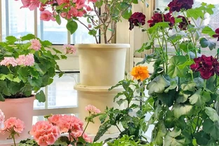 愛養花就養這「15種」，開花勤，花量大，人稱「爆花小機器」