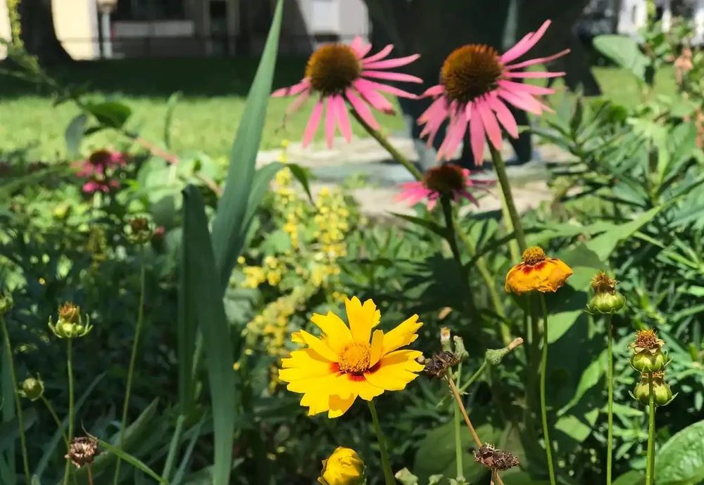 松果菊
